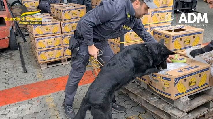 Police dog sniffs out 2700 kg cocaine hidden in banana shipment
