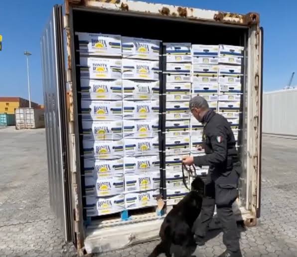 Police dog sniffs out 2700 kg cocaine hidden in banana shipment