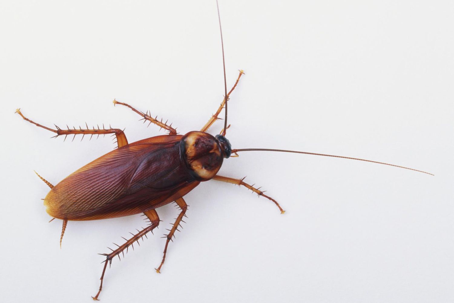 Can Cockroaches Live in The Penis